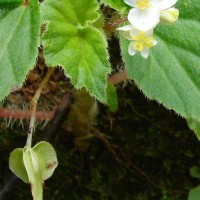 Begonia hirtella Link